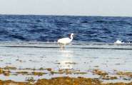 Aegypten-Ueberwasser-2014 (56)