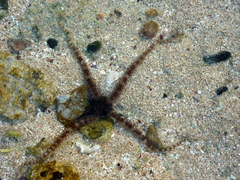 Aegypten-Ueberwasser-2016 (92)