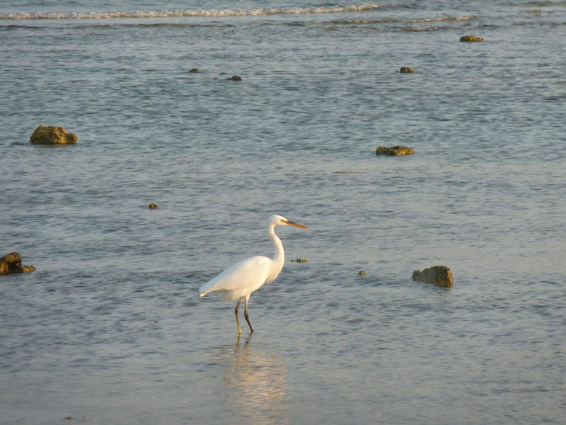 Aegypten-Ueberwasser-2016 (94)