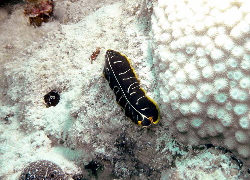 Aegypten-Unterwasser (168)