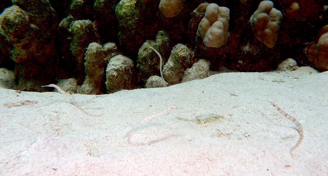 Aegypten-Unterwasser (426)