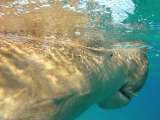 Aegypten-Unterwasser (112)