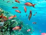 Aegypten-Unterwasser (116)