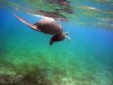 Aegypten-Unterwasser (128)