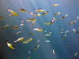 Aegypten-Unterwasser (138)