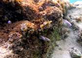 Aegypten-Unterwasser (177)
