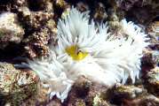 Aegypten-Unterwasser (236)