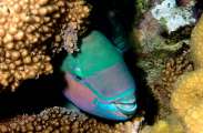 Aegypten-Unterwasser (260)