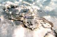 Aegypten-Unterwasser (265)