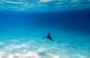 Aegypten-Unterwasser (276)