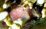 Aegypten-Unterwasser (281)