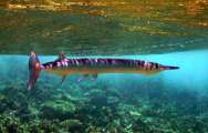 Aegypten-Unterwasser (287)