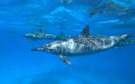 Aegypten-Unterwasser (302)