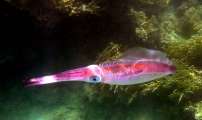 Aegypten-Unterwasser (331)