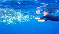 Aegypten-Unterwasser (341)