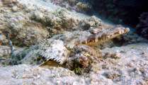 Aegypten-Unterwasser (351)