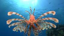 Aegypten-Unterwasser (363)