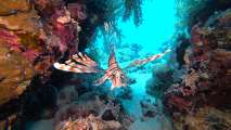 Aegypten-Unterwasser (369)