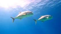 Aegypten-Unterwasser (386)