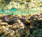 Aegypten-Unterwasser (41)