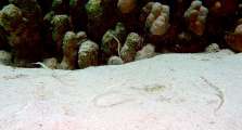 Aegypten-Unterwasser (426)
