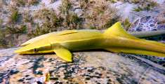 Aegypten-Unterwasser (441)