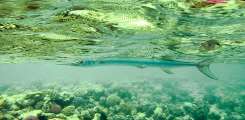 Aegypten-Unterwasser (453)