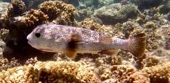 Aegypten-Unterwasser (455)