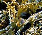 Aegypten-Unterwasser (47)