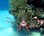 Aegypten-Unterwasser (51)