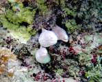 Aegypten-Unterwasser (59)