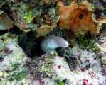 Aegypten-Unterwasser (61)