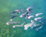 Aegypten-Unterwasser (62)
