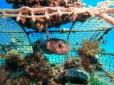 Aegypten-Unterwasser (89)