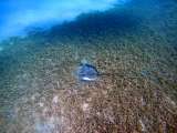 Aegypten-Unterwasser (92)