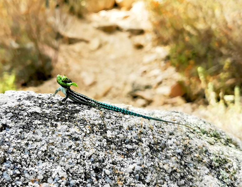 Korsika-Flora und Fauna (28)