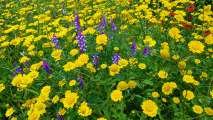 Korsika-Flora und Fauna (69)