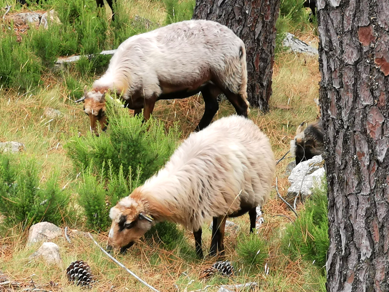 Korsika-Landschaft-gesamt (237)