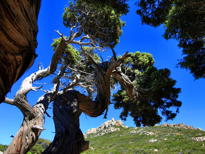 Korsika-Landschaft-gesamt (248)