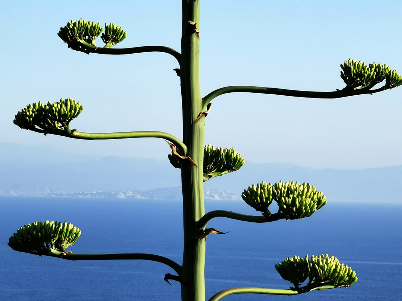 Korsika-Landschaft-gesamt (278)