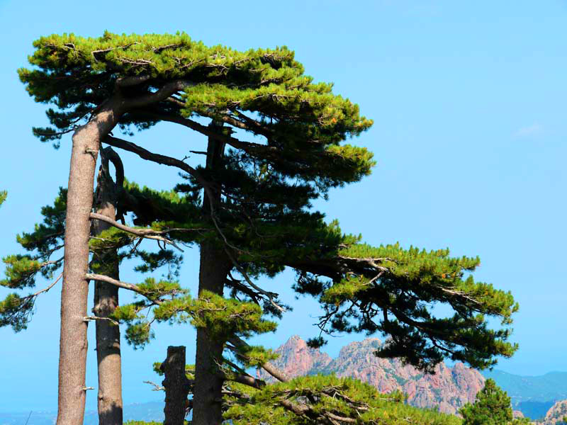 Korsika-Landschaft-gesamt (306)