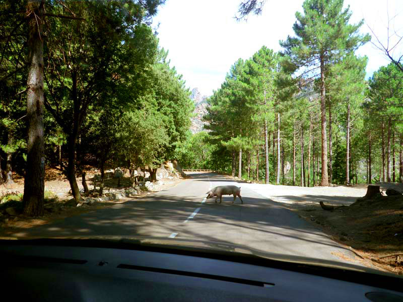 Korsika-Landschaft-gesamt (309)