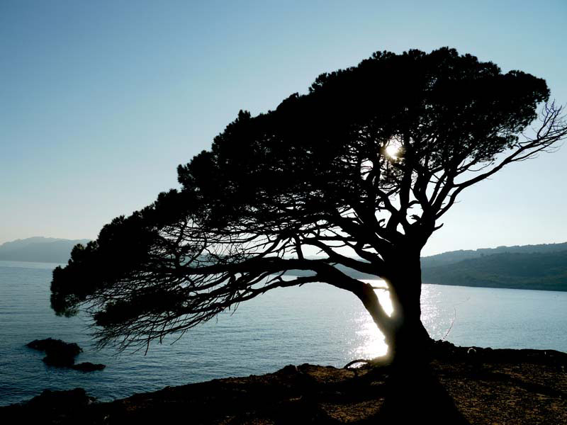 Korsika-Landschaft-gesamt (311)