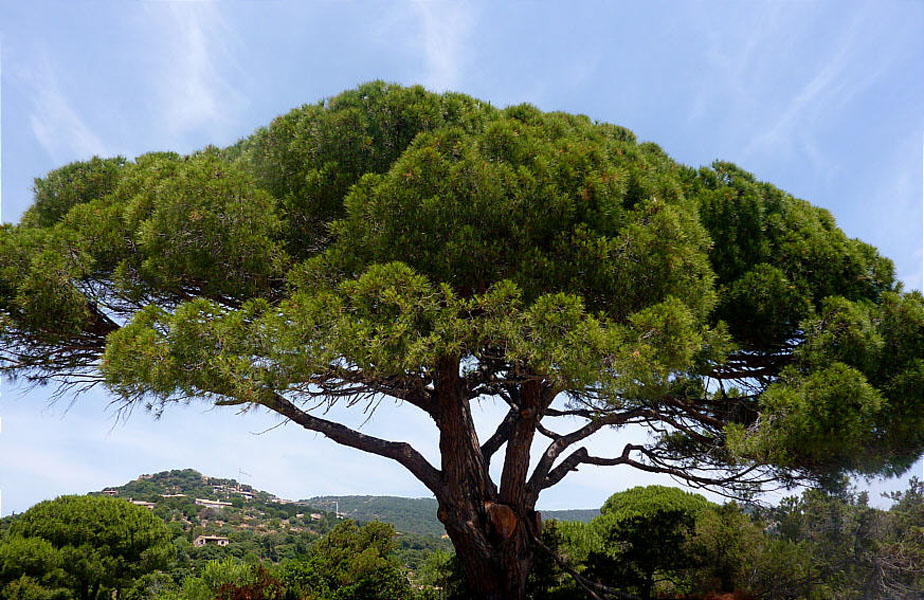 Korsika-Landschaft-gesamt (388)