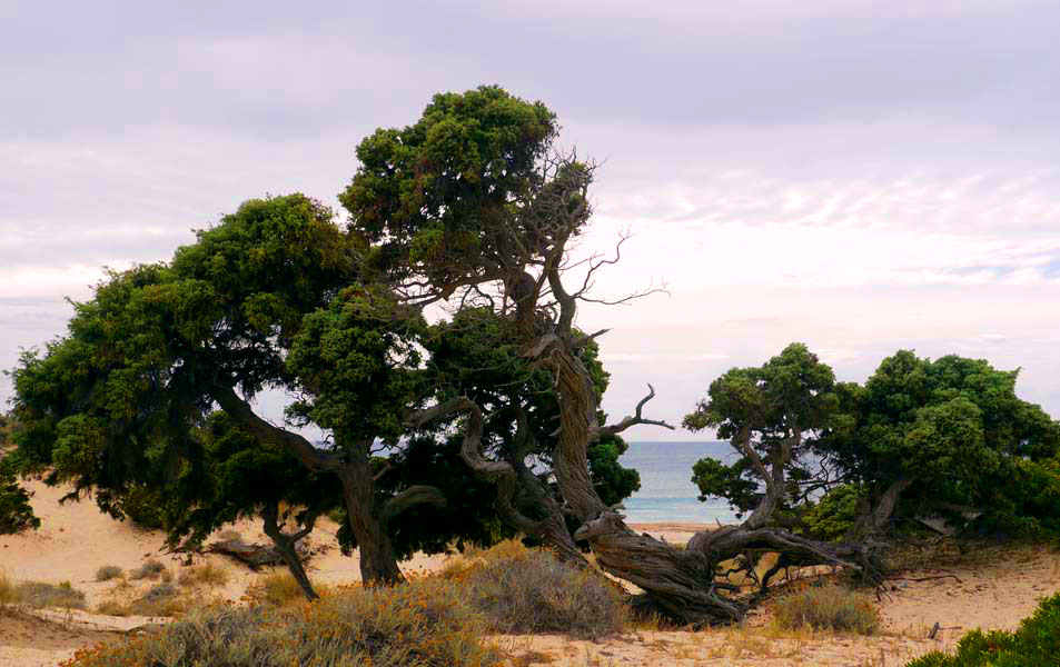 Korsika-Landschaft-gesamt (401)