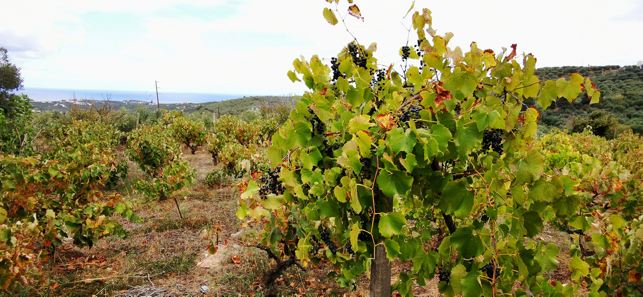 Kreta-Landschaft (161)