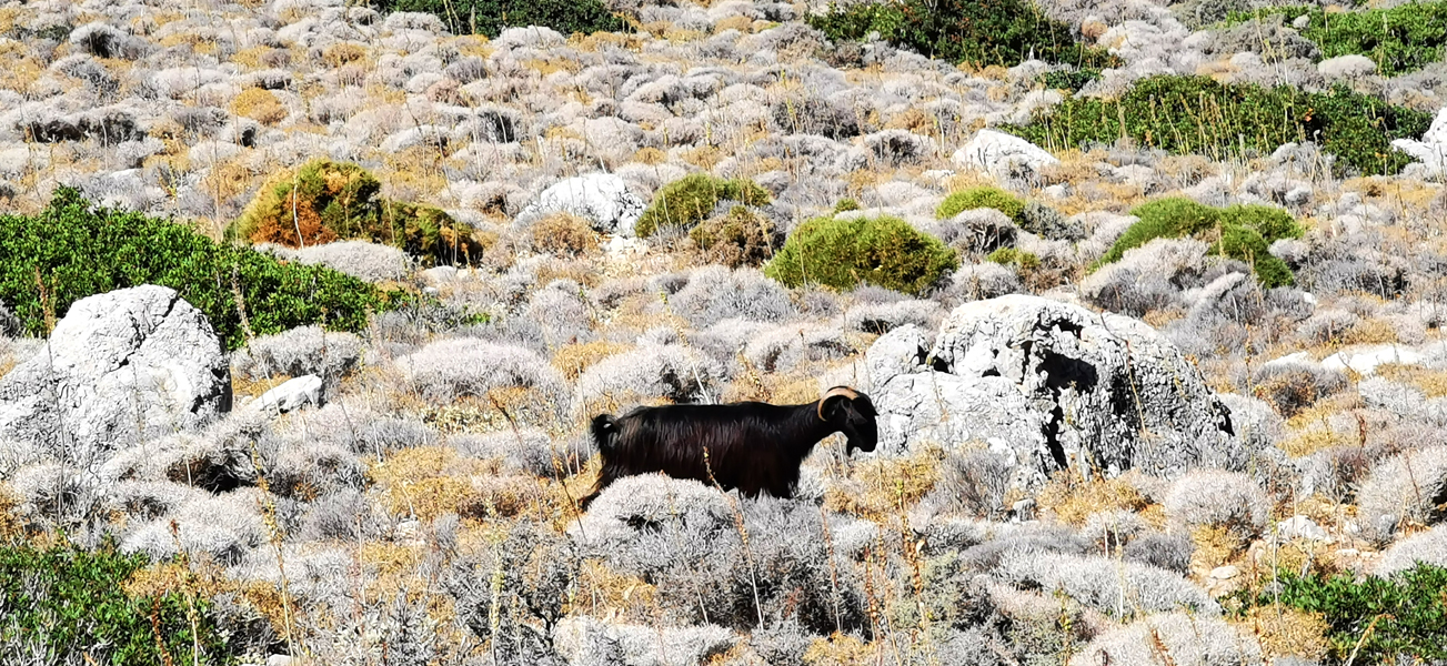 Kreta-Landschaft (173)