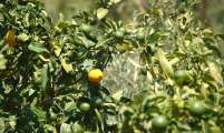 Mallorca - Landschaft (87)