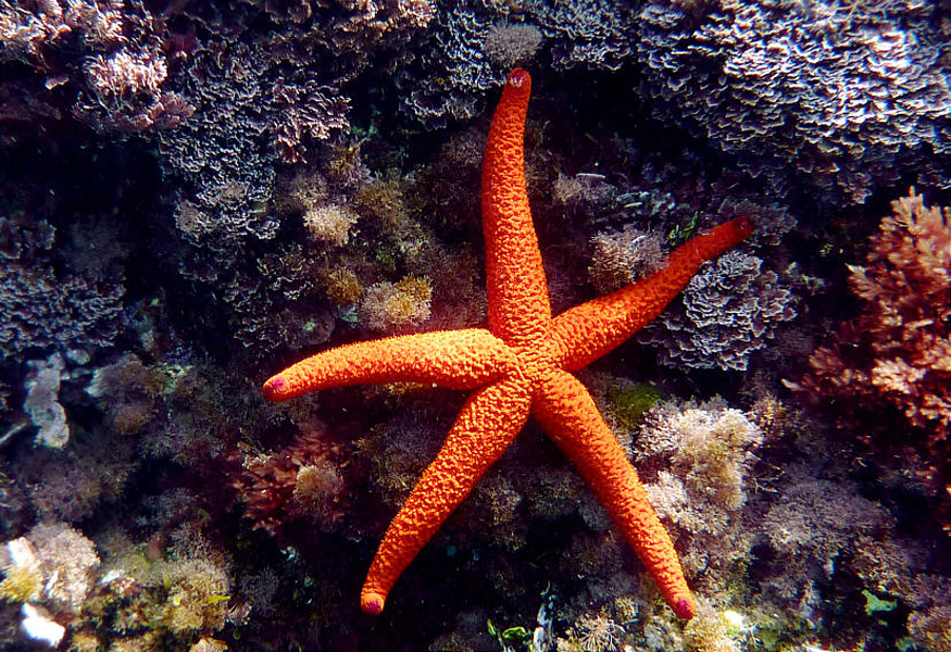 Mallorca - Unter Wasser (11)