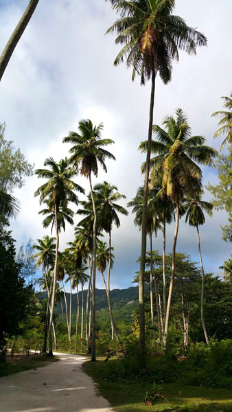 Seychellen-Landschaft- (1)